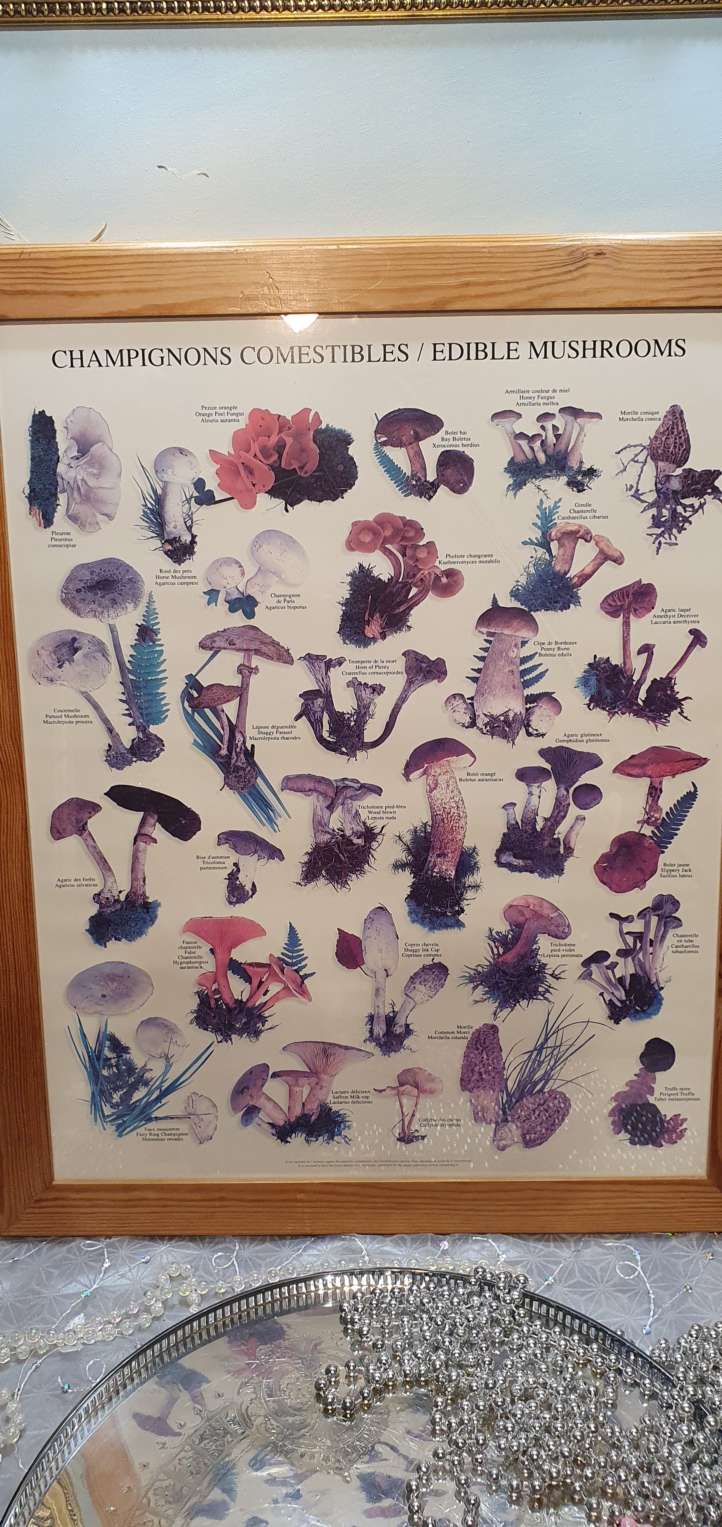Vintage Print "Champignons Comestibles / Edible Mushrooms"