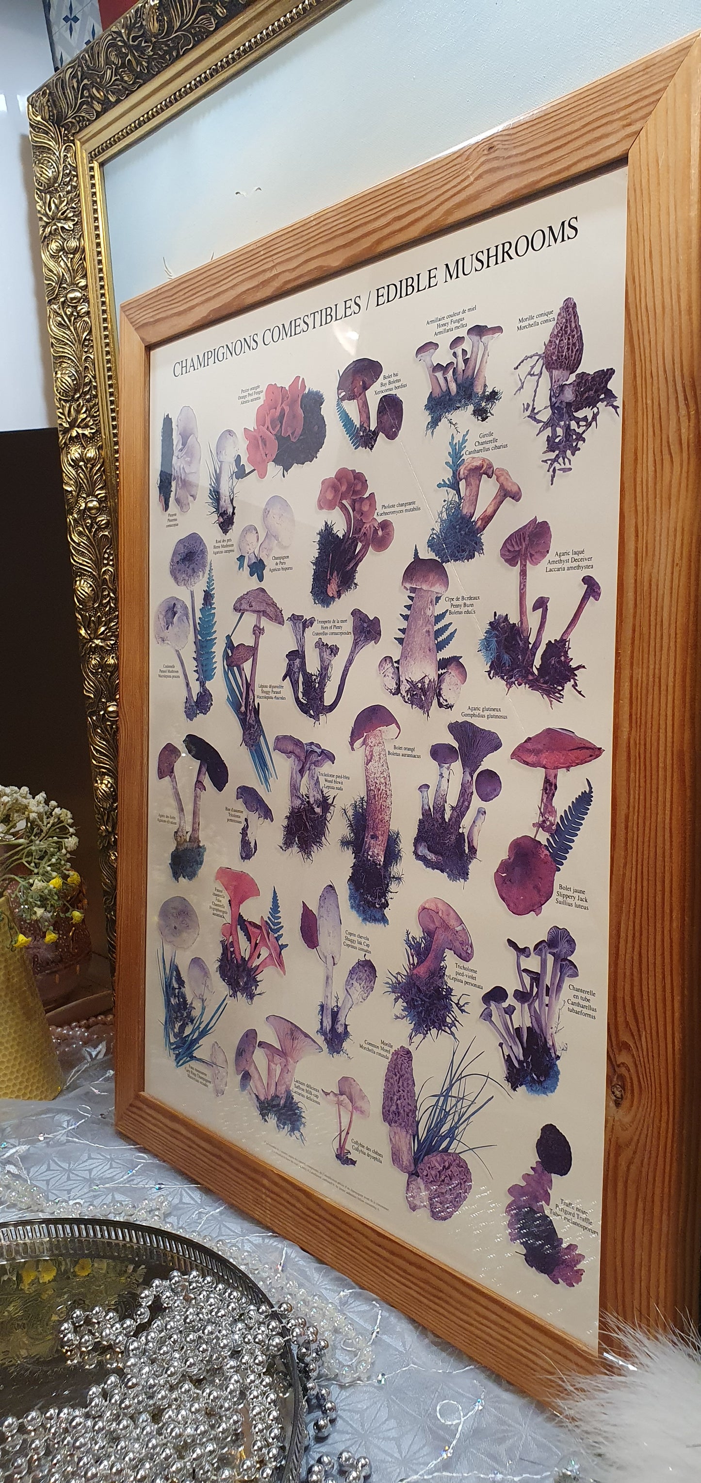 Vintage Print "Champignons Comestibles / Edible Mushrooms"