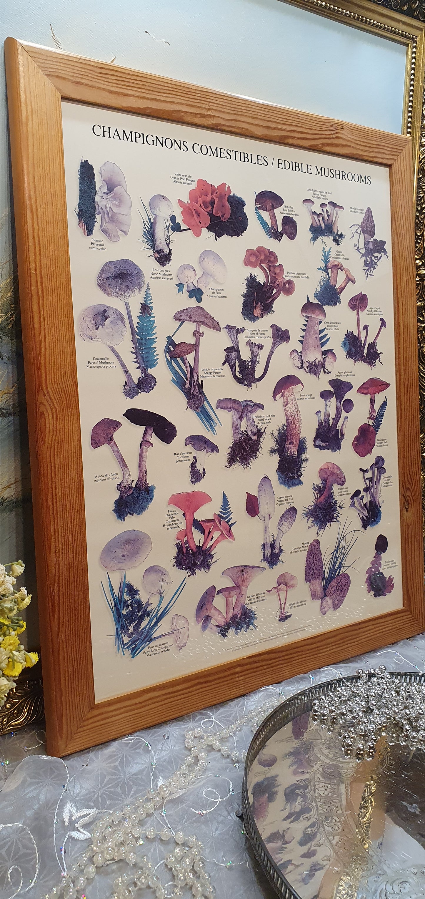 Vintage Print "Champignons Comestibles / Edible Mushrooms"