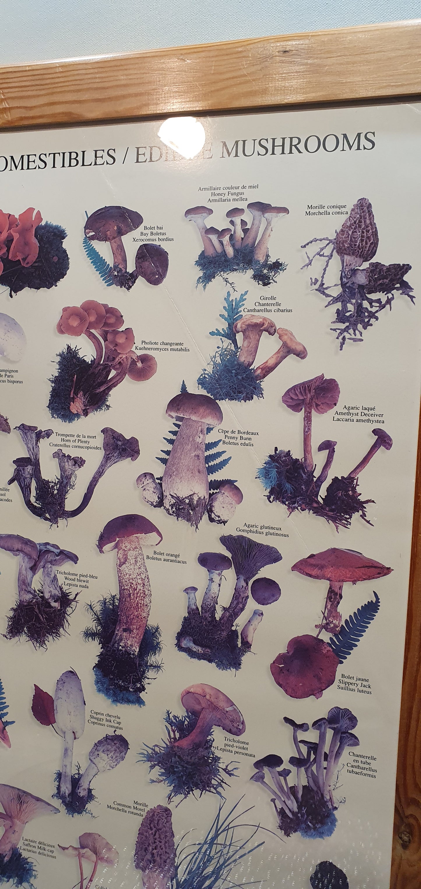 Vintage Print "Champignons Comestibles / Edible Mushrooms"