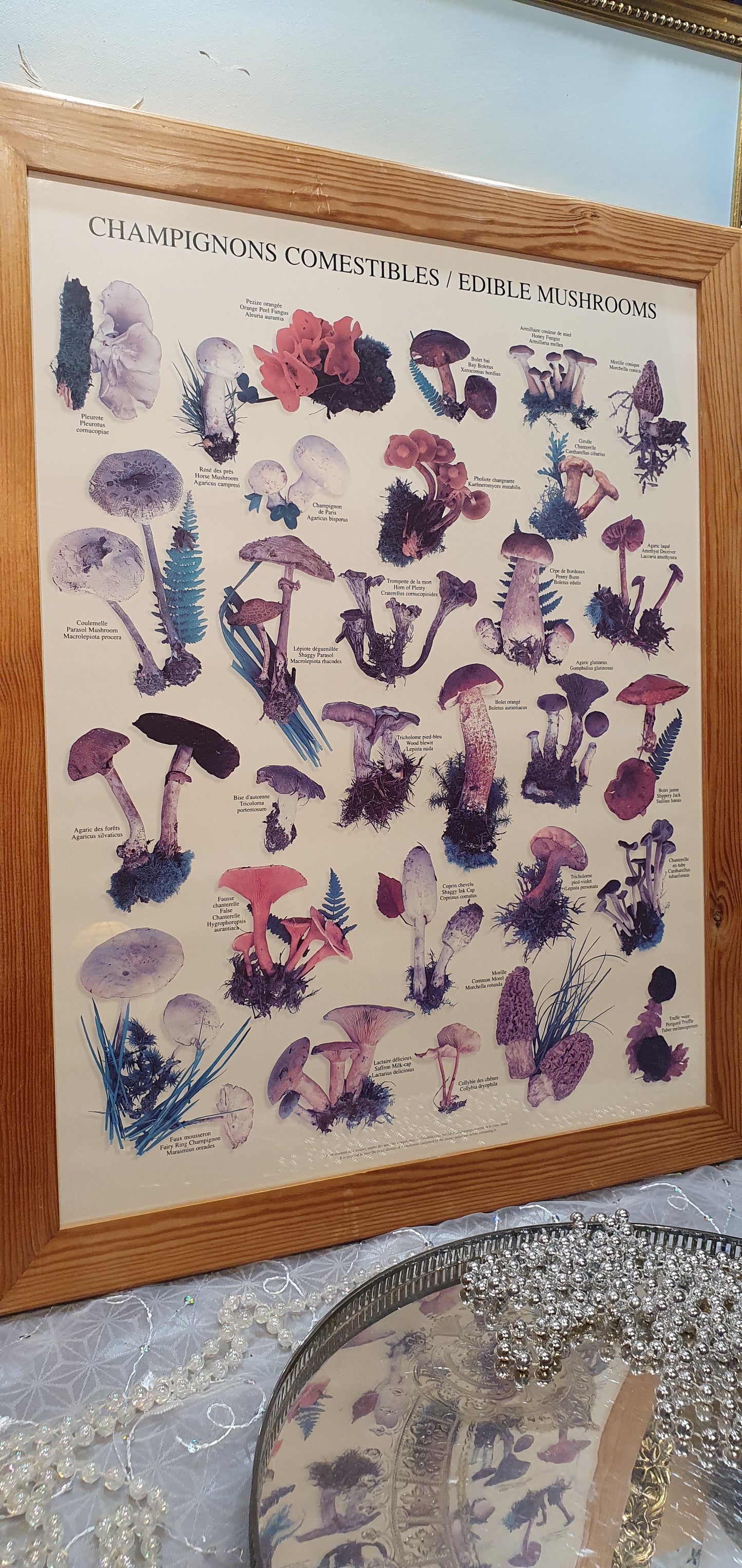 Vintage Print "Champignons Comestibles / Edible Mushrooms"